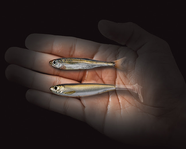 LIVETARGET Announces Injected Core Technology™ (ICT),  the Next Generation of Lure Innovation