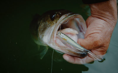 LIVETARGET Releases New Ghost Tail Minnow